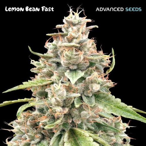 Advanced Seeds - Lemon Bean Fast Version
